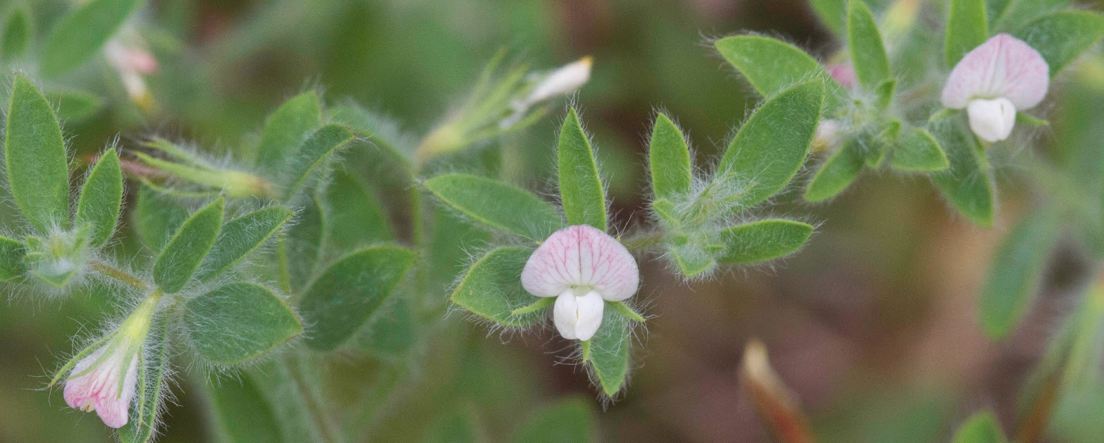 NWflora Spanish Clover, Lotus purshianus