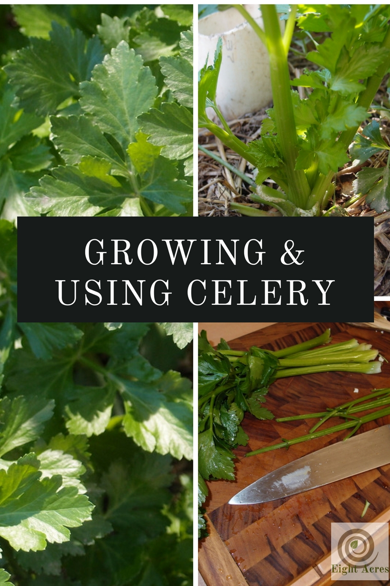 Growing and using celery Eight Acres Natural Living