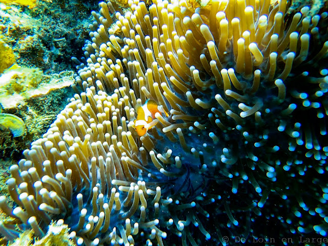 Lagoon reef-palawan-philippines