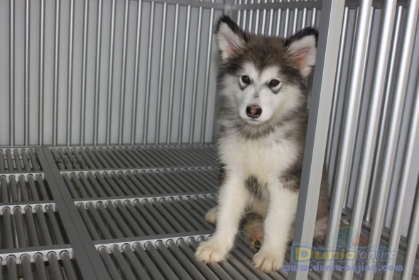 Aneka Anjing: Alaskan malamute