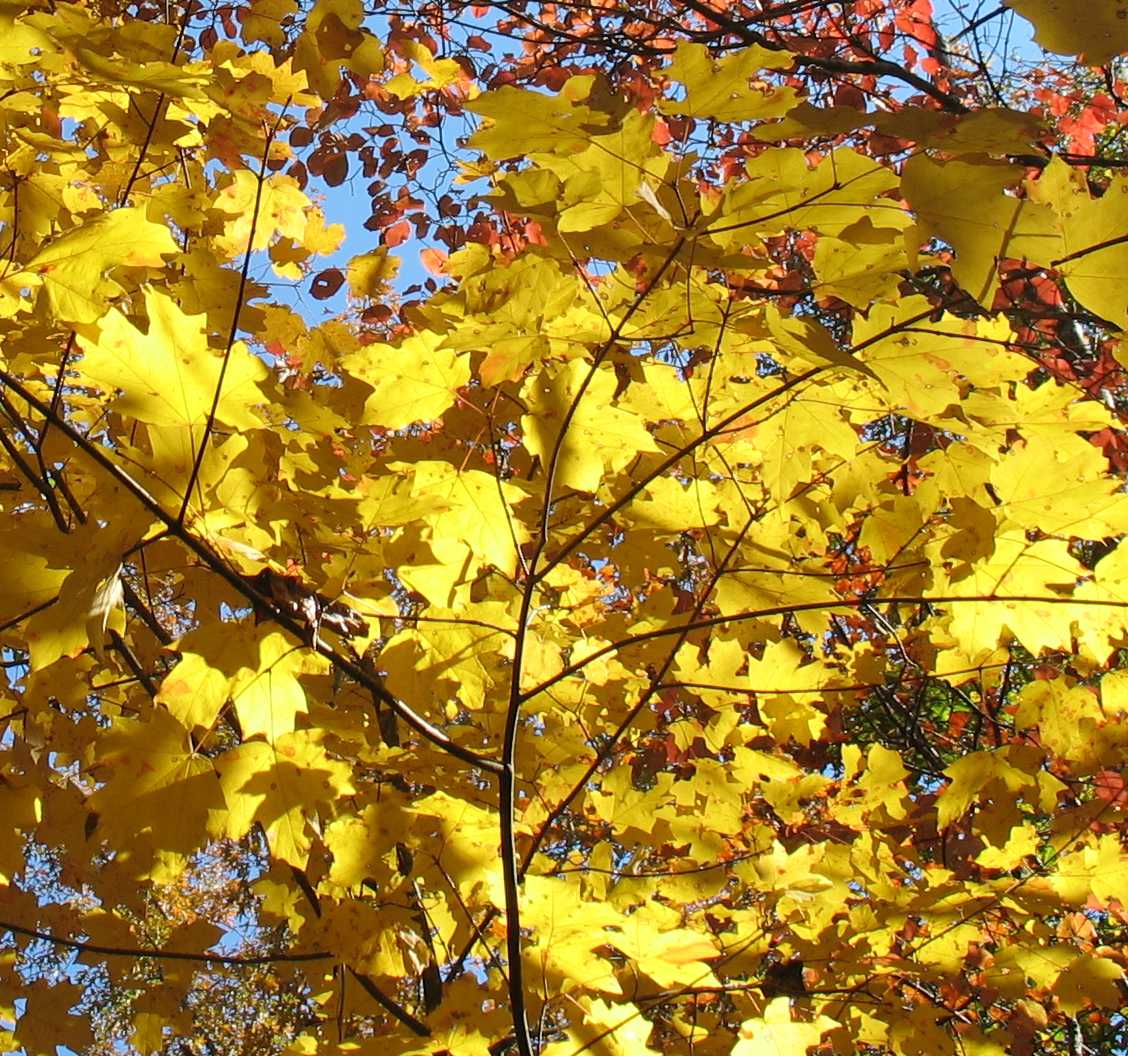 List 94+ Images maple tree with yellow leaves in fall Superb