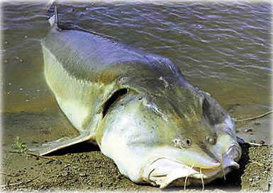 Big Fishes of the World: STURGEON KALUGA (Huso dauricus)