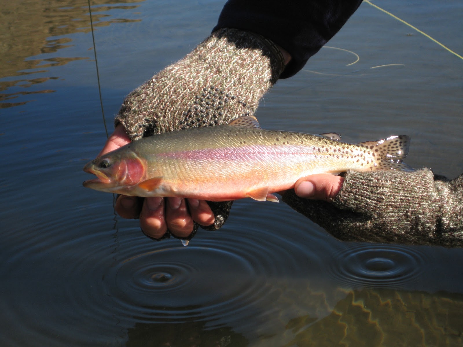 My Trout Fly The California Golden Trout