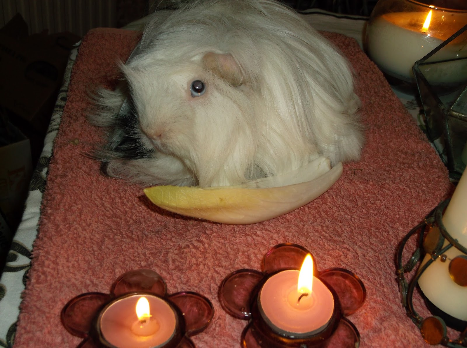 Undercover Guinea Pigs Peter Gurney memorial candle lighting