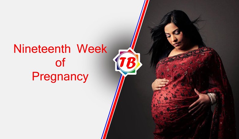 Nineteenth Week of Pregnancy
