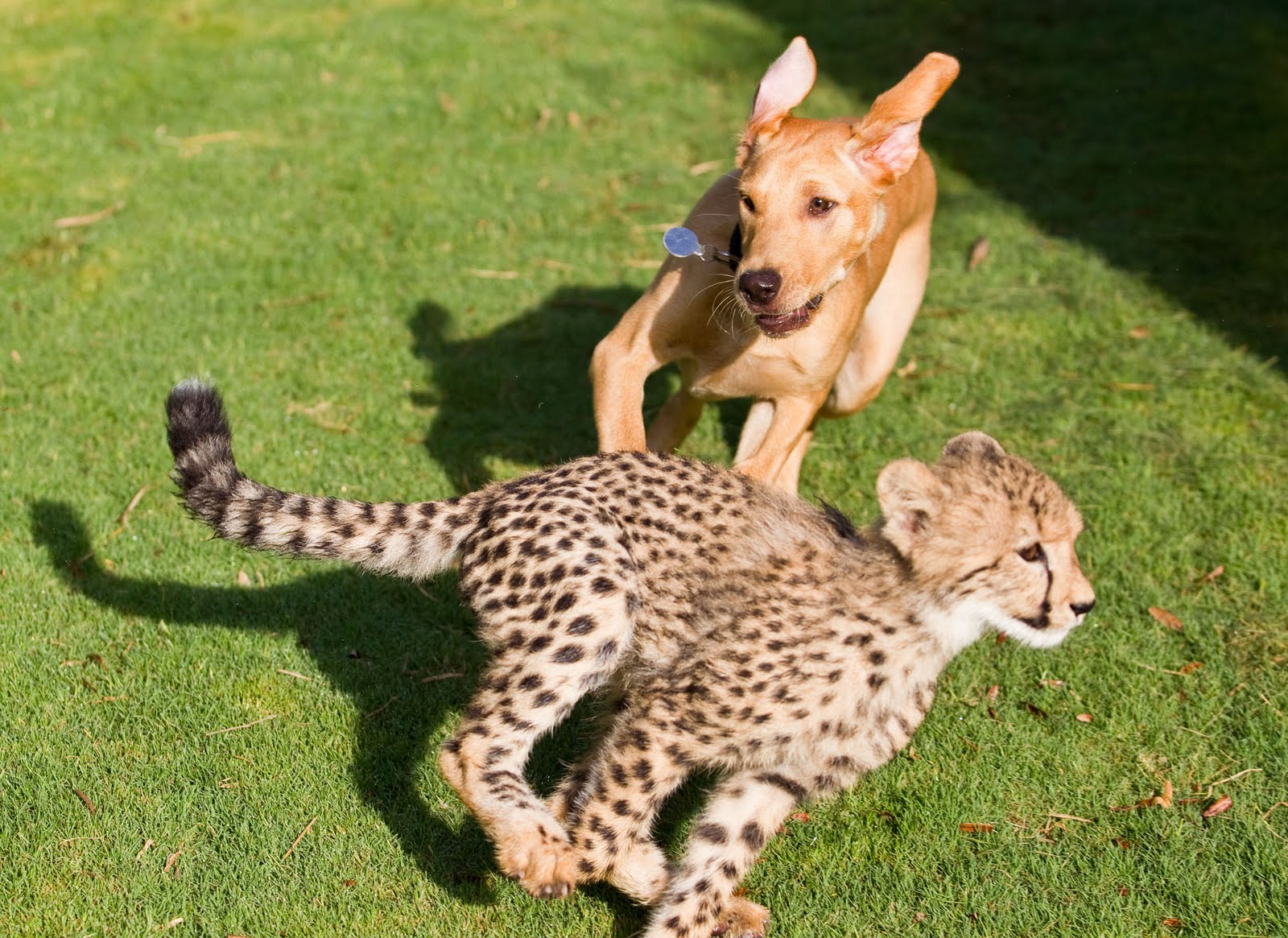 Ultimate Orlando Blog Baby Cheetah at Busch wins national poll for