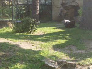 Lowland Gorilla in Berlin Zoo.