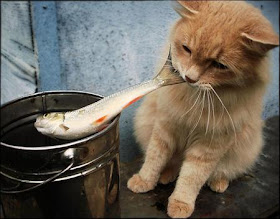Funny Pictures Gallery: Cat and fish wallpaper, amazing cat wallpapers