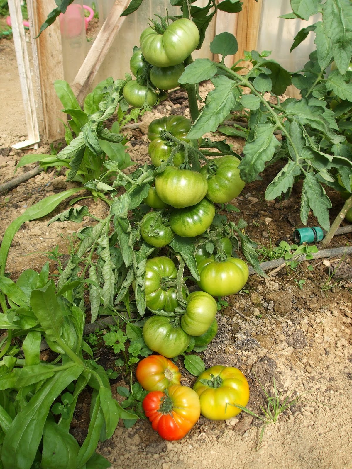 First Tomatoes for 2011