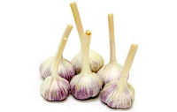bogatyr garlic