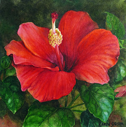 hibiscus watercolor flower karen flowers paintings sioson painting floral watercolors drawing watercolour oil flores artwork gumamela colour gorgeous form way