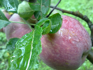 Apples From Shimla's Garden (Theog-Rohru) By DSLR Camera - Morning view of Apple.