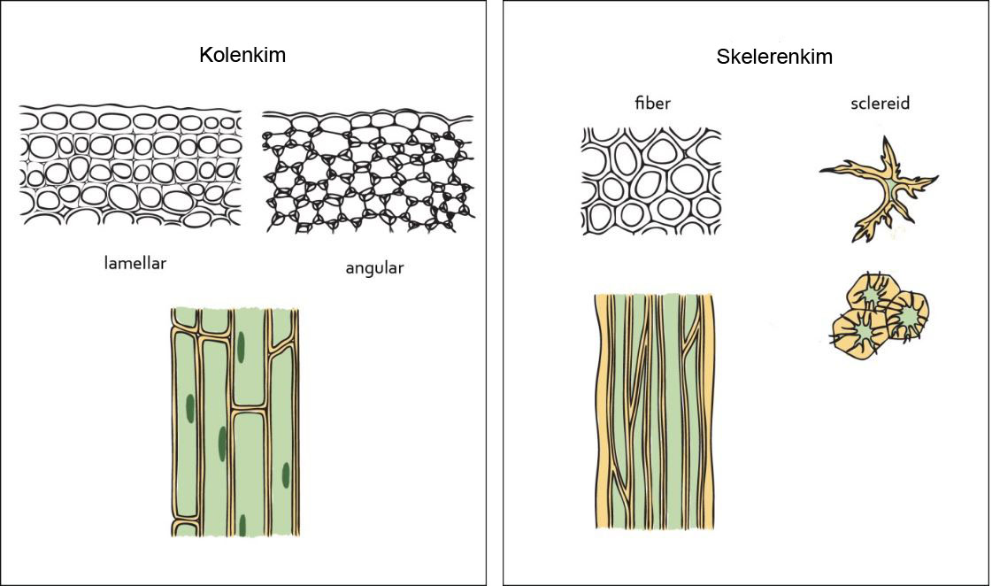 Опорные ткани растений. Механическая ткань растений колленхима. Механическая ткань растений склеренхима волокна. Склеренхима ткани растений. Механическая ткань колленхима и склеренхима.