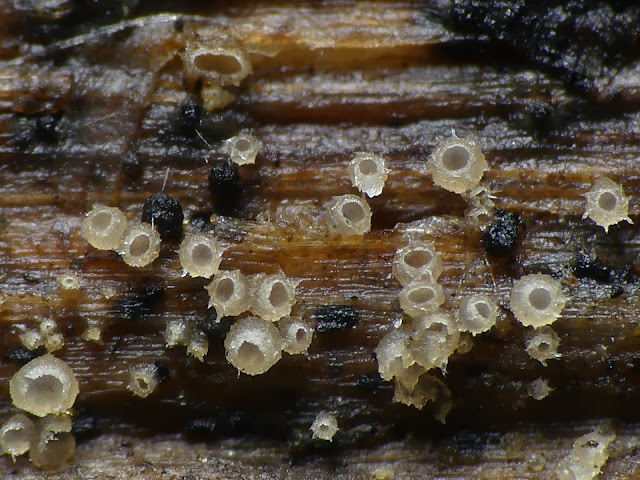 Urceolella crispula
