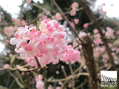 The Nature Of Portland Red Flowering Currant An Early Blooming