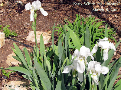 Annieinaustin White Iris albicans