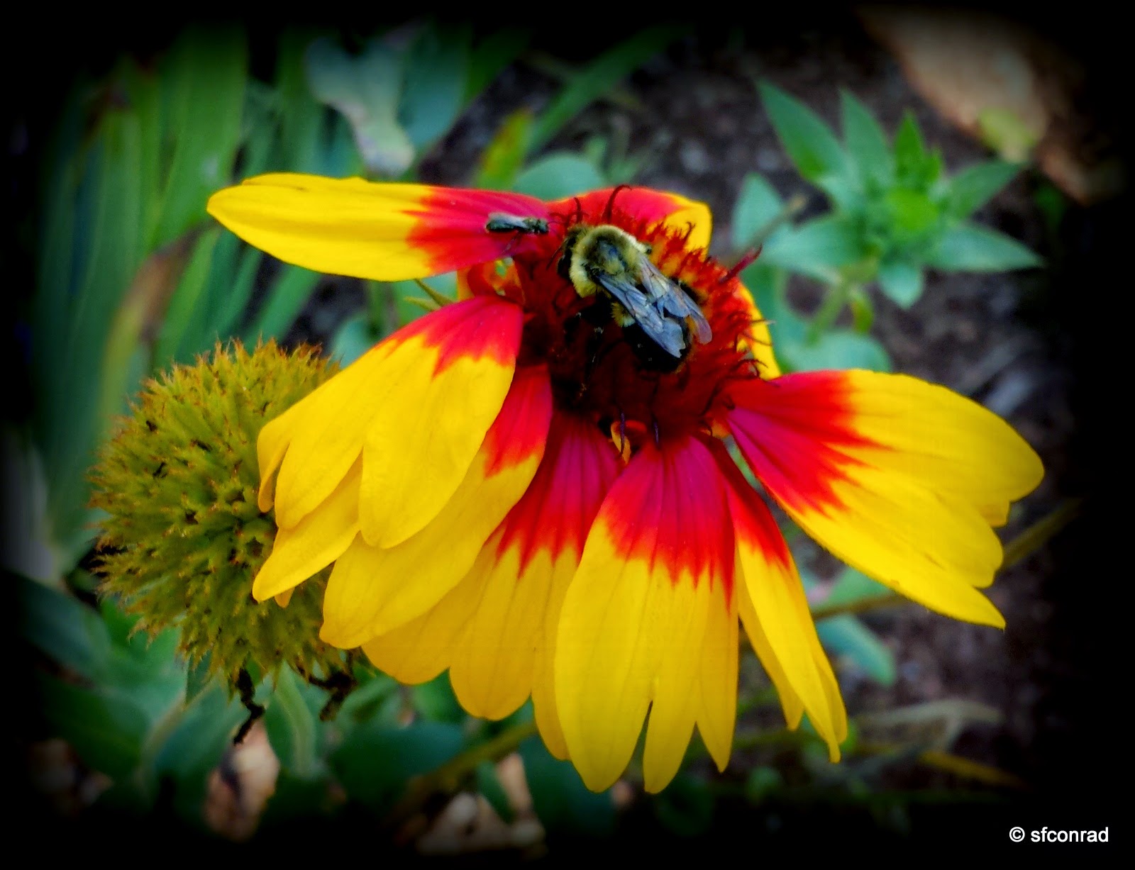 PUPPY PATHS RVing FullTime Greensboro Arboretum Flowers