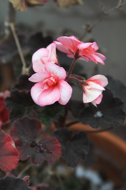 snow, garden, geraniums, Anne Butera, My Giant Strawberry