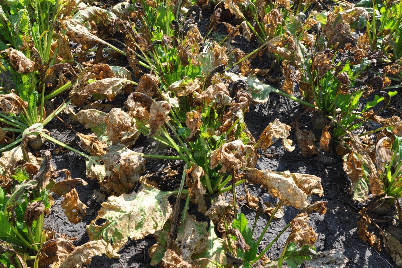 Managing Sugarbeet Diseases | Photo by: Mohamed Khan, Extension Sugarbeet Specialist