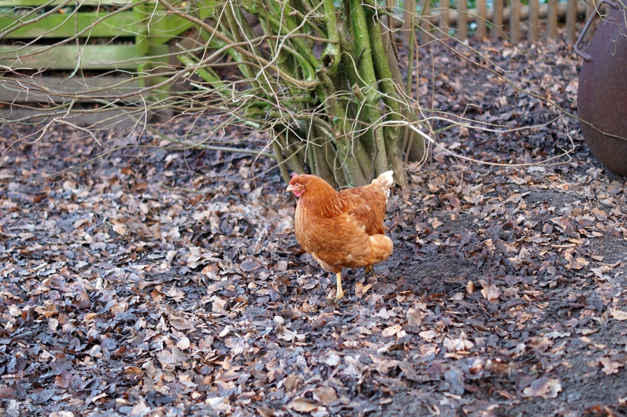 Blog + Fotografie by it's me! - Instatreffen bei Katies Home - braunes freilaufenden Huhn