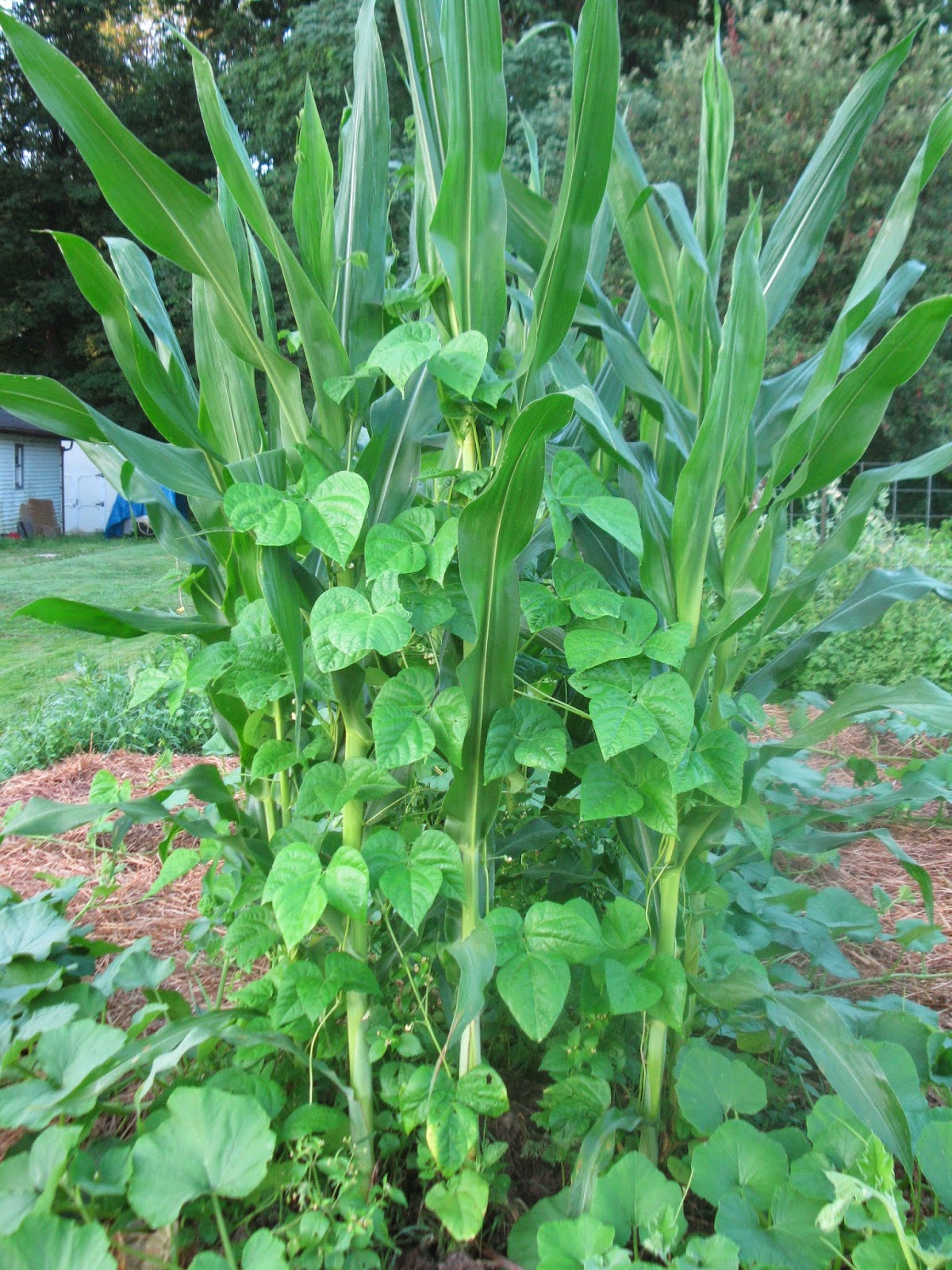 Simply Homemaking Garden at last!