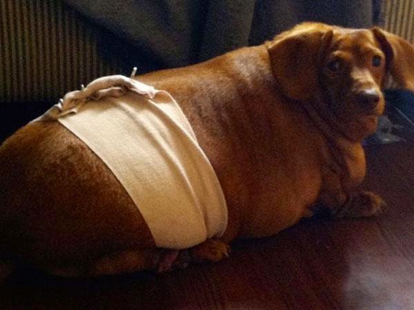 Σκύλος παχυσαρκία δίαιτα Dennis 