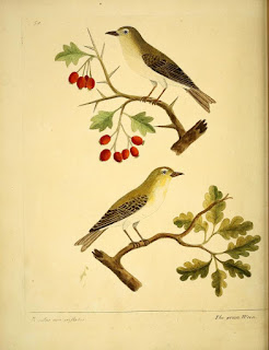 Free birds illustration Books