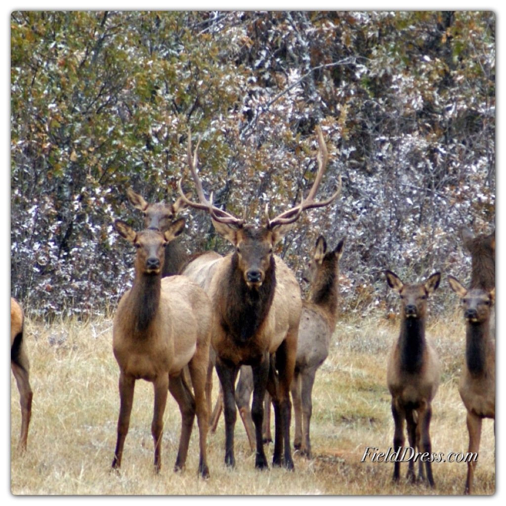 The Wild Side RMEF, Partners Add Additional 2,360 Acres of Montana Elk Habitat for Public Access