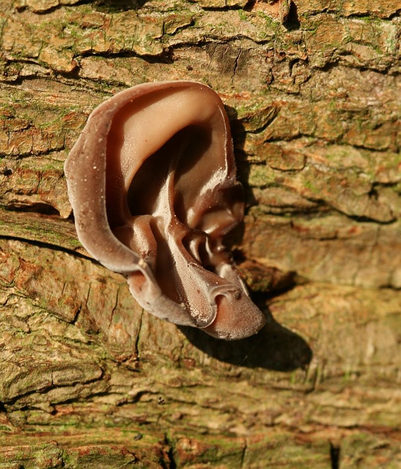 Jelly Ear Fungus