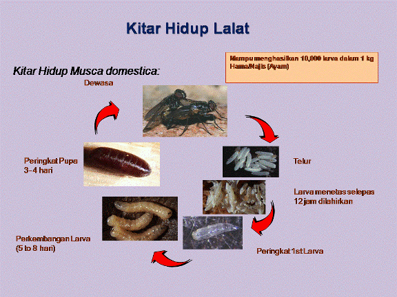 Lalat Merupakan Vektor Penyakit dan jenis-jenisnya