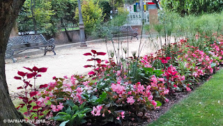 Soluciones Florales en el Rincón de Lucas Malla - Parque Miguel Servet Huesca