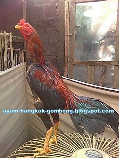 Ayam Bangkok Gombong