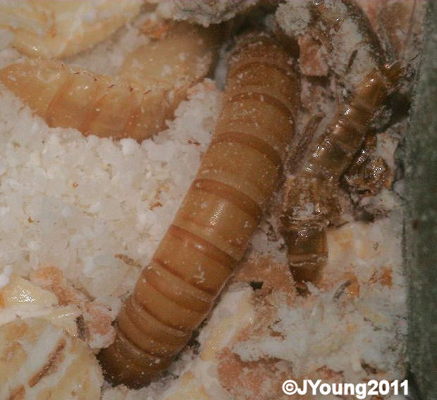 South African Photographs Yellow Mealworms (Tenebrio molitor