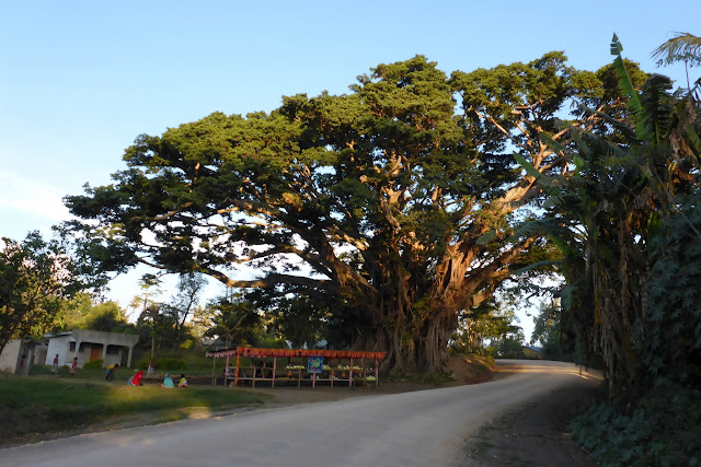 2016090163tanna.JPG