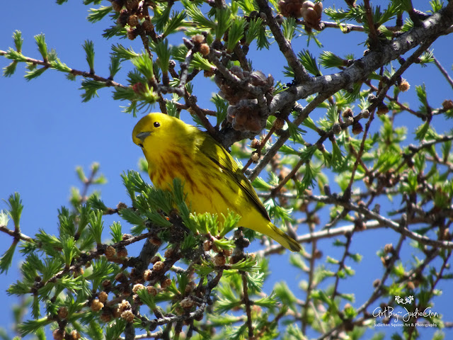 Cute Yellow Bird