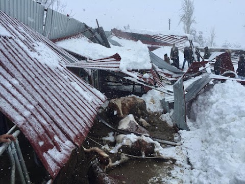 Bozkır’da yoğun yağıştan Mandıra yıkıldı 260bin zarar var.