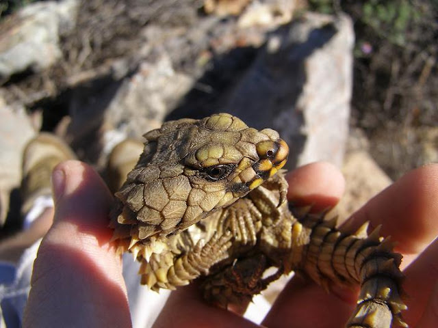 armadillo lizard, armadillo lizard pictures, cordylus cataphractus, amazing lizard, dragon lizard, tiny dragon, little dragon, amazing creatures