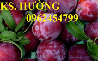 Cung cấp cây giống mận hậu, mận tam hoa, mận cho năng suất cao, giao cây toàn quốc