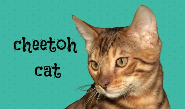 cheetoh cat breed information