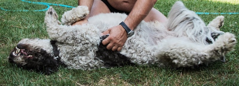 Peziperli Massage gefällig? Oder wie man einen Hund zum Grinsen