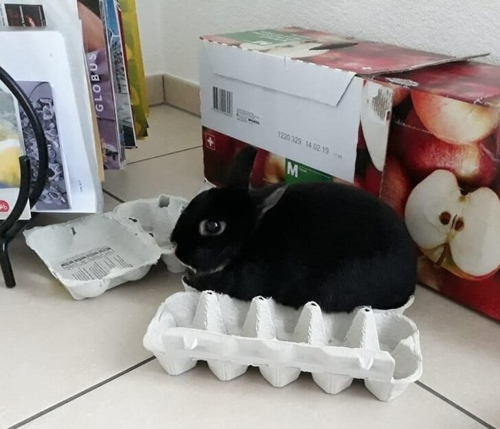 33 Cute Pictures Of Bunnies That Immediately Put Us In The Easter Spirit