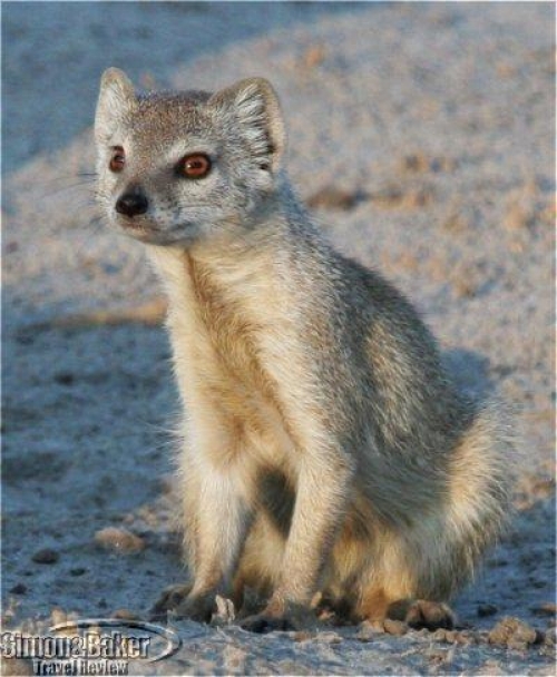 Parnassus Americano LA MANGOSTA Y LA COBRA