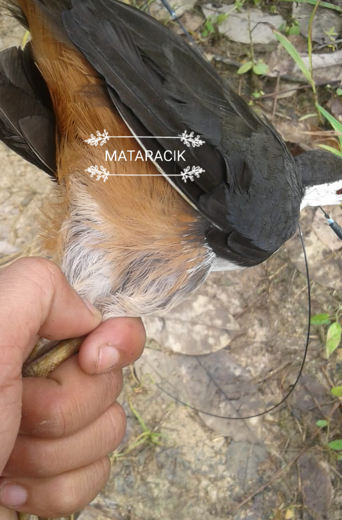 Suara Pikat Ruak Ruak Mata Racik