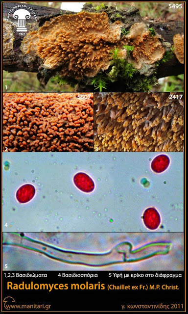 Radulomyces molaris (Chaillet ex Fr.) M.P. Christ.