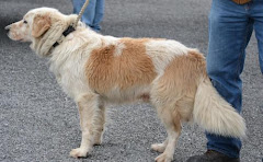 12/23/11 Butterball Great Pyrenees/Golden Retriever Mix: An adoptable dog in Warren, OH -Trumbull