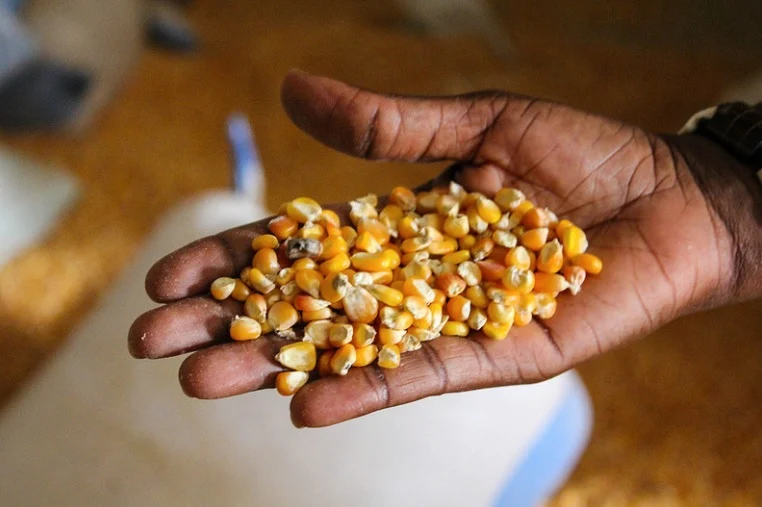 Maize seeds