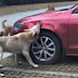 Man Kicks A Dog. Dog Comes Back With Friends And Destroys His Car While He's Away