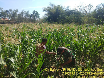 BABINSA DAMPINGI PETANI RAWAT TANAMAN JAGUNG