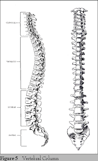 postur tulang belakang