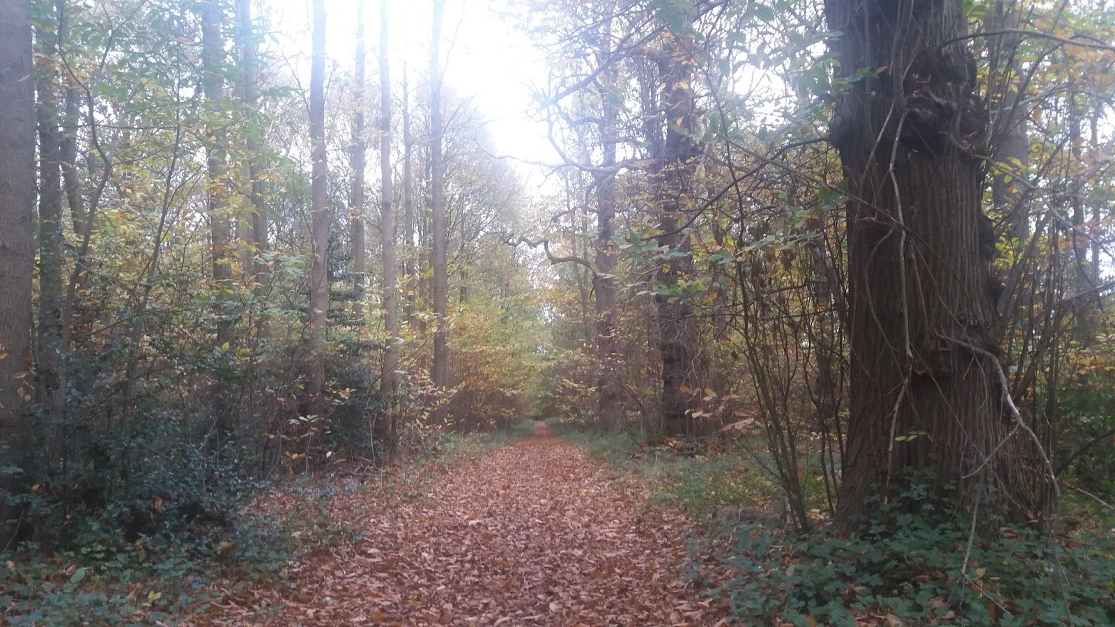 Nottingham Food Lovers 10 of the Best Cafes in Sherwood Forest